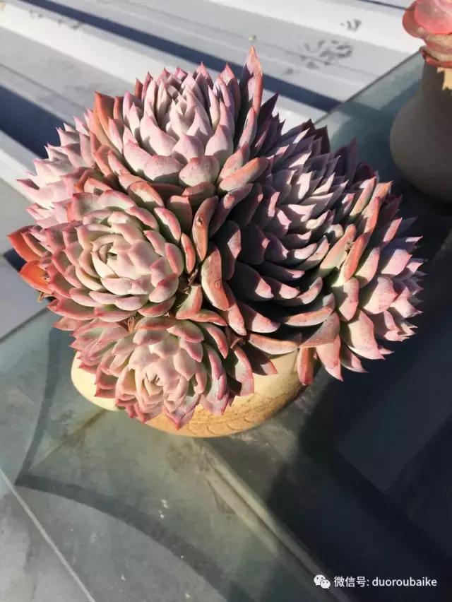 多肉是黯淡生活里的良药,多肉是解决烦恼和疲惫的良药