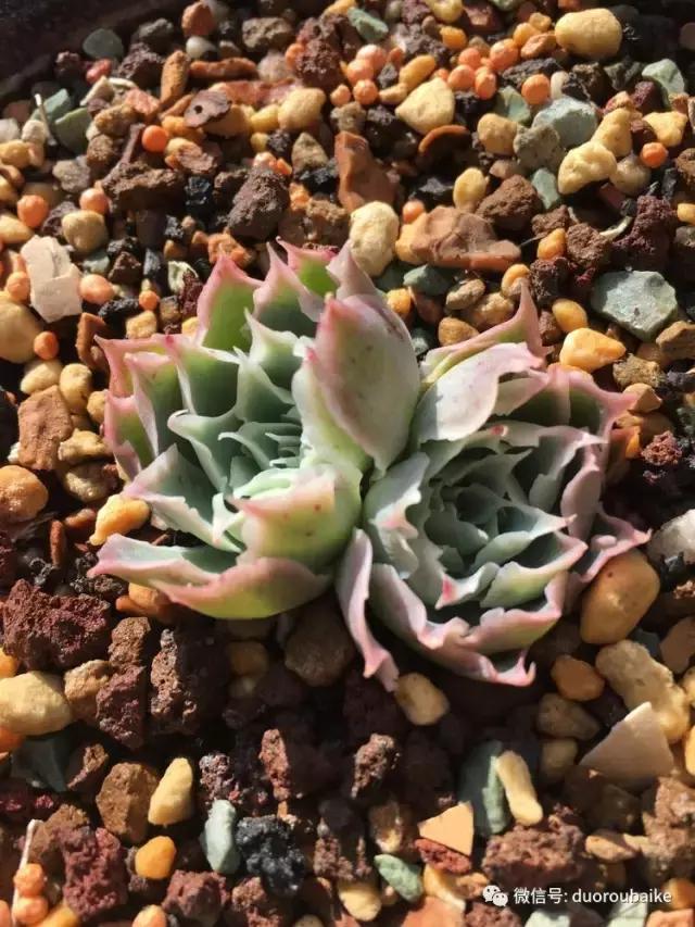 多肉是黯淡生活里的良药,多肉是解决烦恼和疲惫的良药