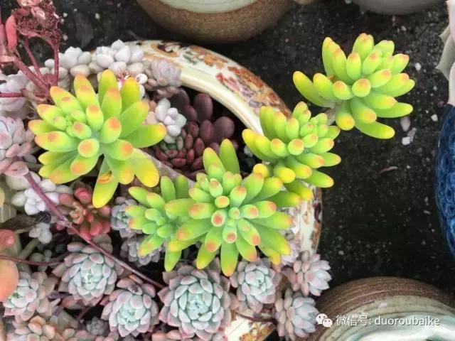 多肉是黯淡生活里的良药,多肉是解决烦恼和疲惫的良药