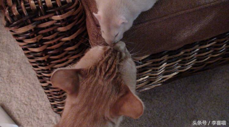 一只和老鼠成为好朋友的猫,一只老鼠和一只猫成为朋友