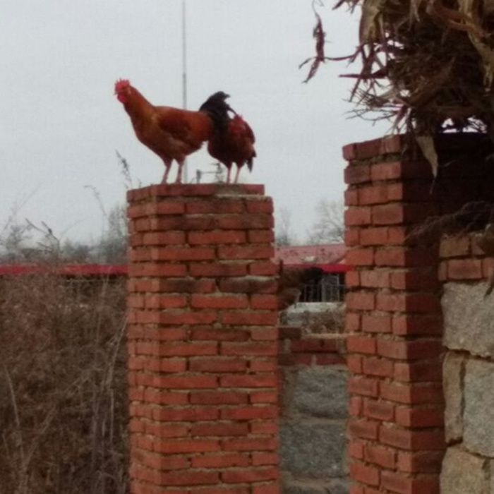 东北十大名鸡排名,东北鸡出名