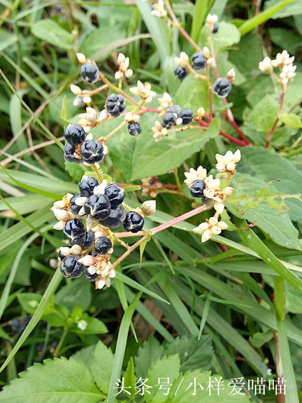 农村很多的紫色小野果,小野果山里果