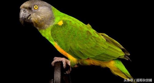 不同鹦鹉的形态和特征图片,各品种鹦鹉体型区别