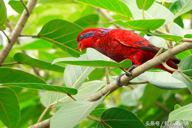 不同鹦鹉的形态和特征图片,各品种鹦鹉体型区别