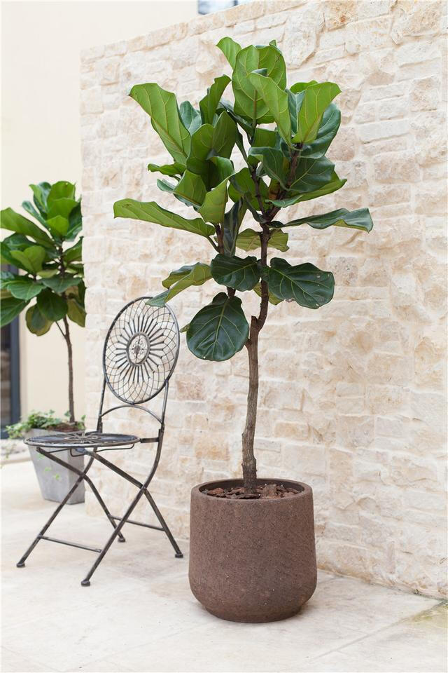 仿真绿植1.8米多叉琴叶榕,室内盆栽植物大型琴叶榕