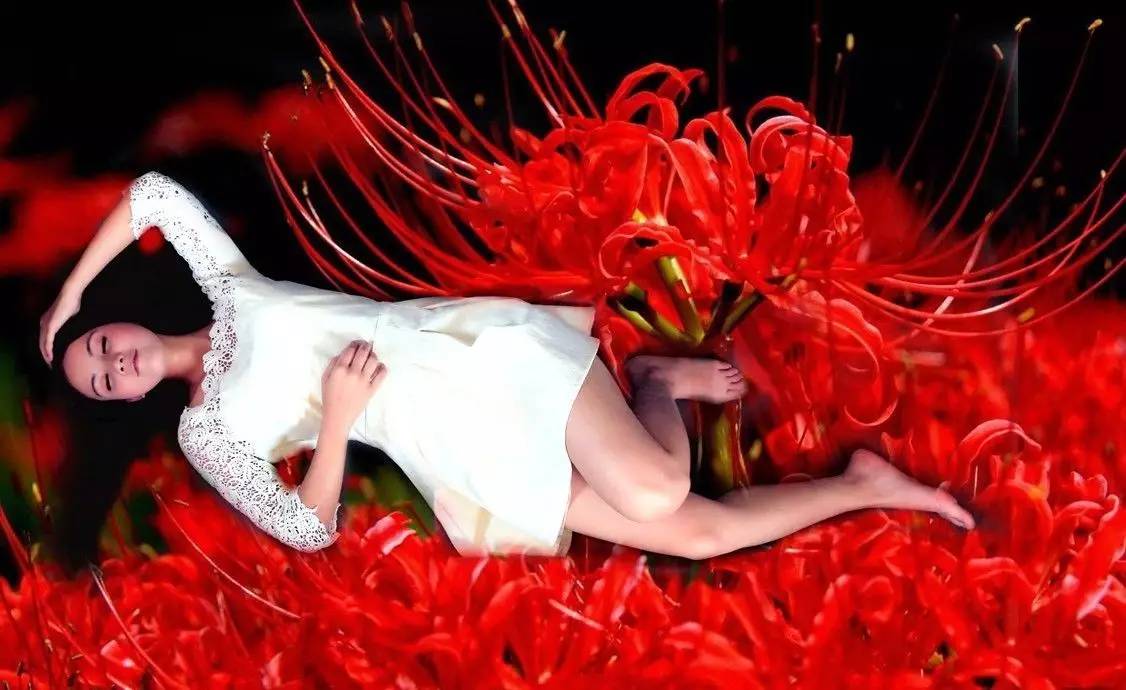 《本草》植物志之彼岸花:开一千年,落一千年,花叶不相见