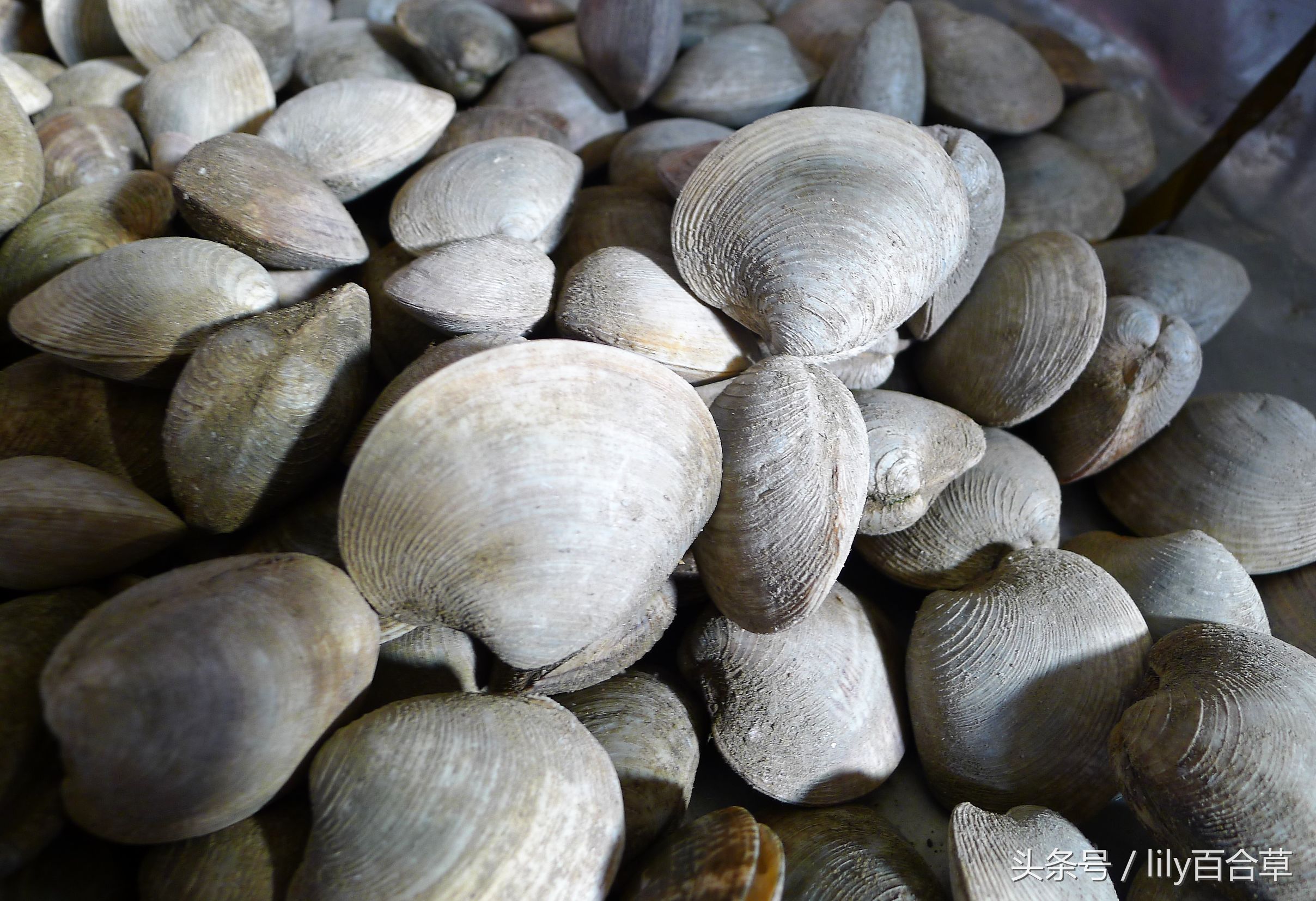 哪些海鲜可以带回家,回家路上可以带海鲜吗