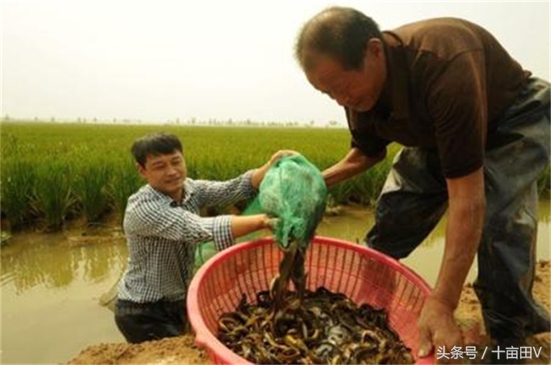 捕黄鳝泥鳅绝密配方,农村户外捕黄鳝泥鳅下地笼