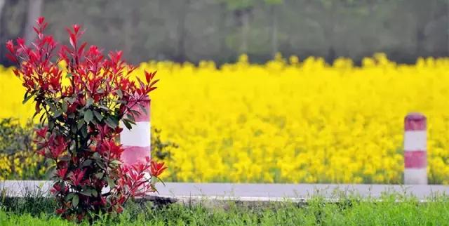 2018汉中油菜花旅游攻略,2024汉中油菜花自驾游攻略