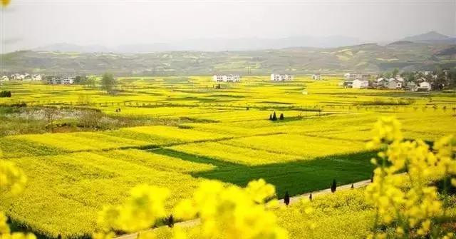 2018汉中油菜花旅游攻略,2024汉中油菜花自驾游攻略