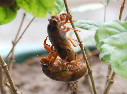 河北宁晋：捉老爬叉吃假货，老孩子头儿投鞋底楼儿