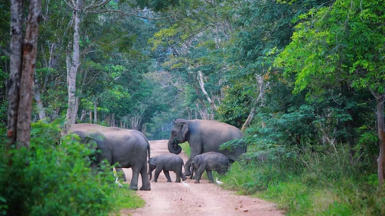 泰国暑假会免签证费吗,泰国免签证费怎么办理
