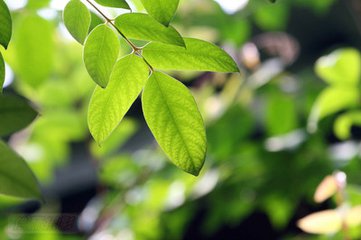 新鲜诗文：《诗经桃夭》中的桃花桃果桃叶象征什么美好寓意