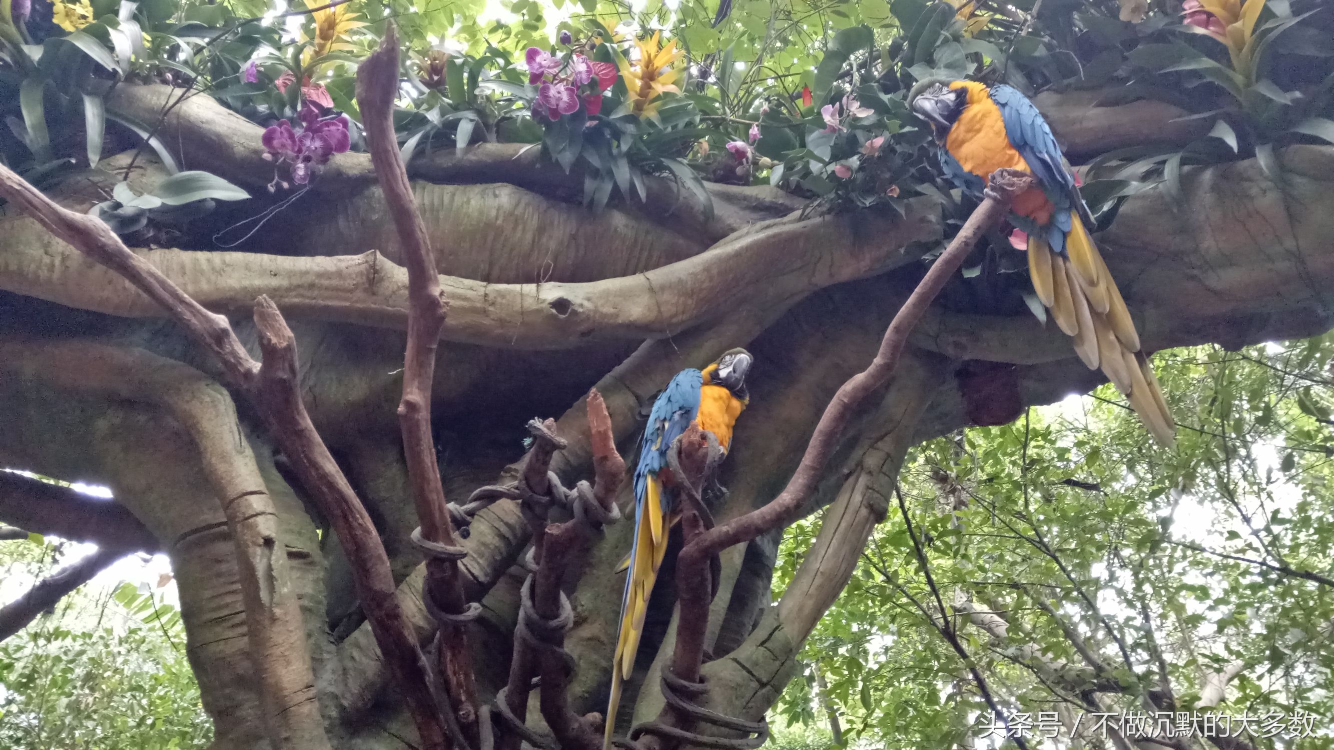 广州长隆野生动物园金蛇秘境直播,长隆野生动物园金蛇秘境害怕吗