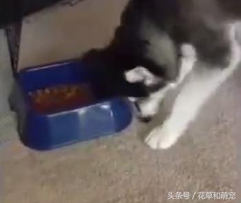 哈士奇不吃狗粮，还骂骂咧咧想掀翻狗盆，二哈真是有脾气