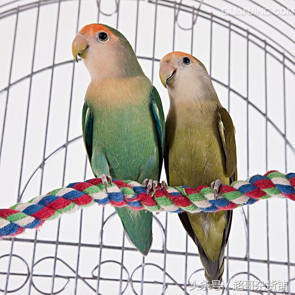 鹦鹉入门基础知识大全书,鹦鹉新手入门技巧教程