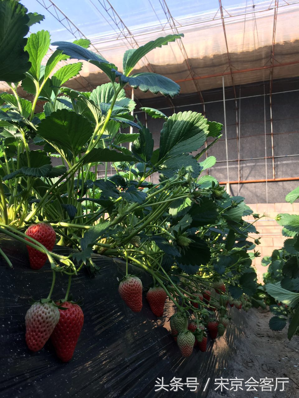 关于草莓的那些事,关于草莓的3个真相