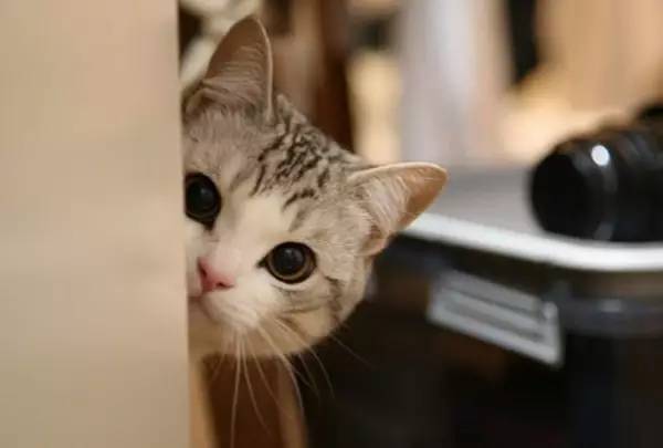 粗大事啦！铲屎界变天啦！