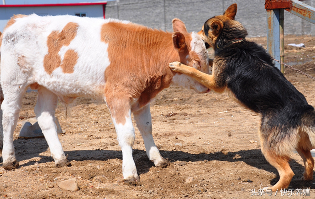 新生犊牛腹泻治疗最佳方法,新生犊牛腹泻怎么饲喂