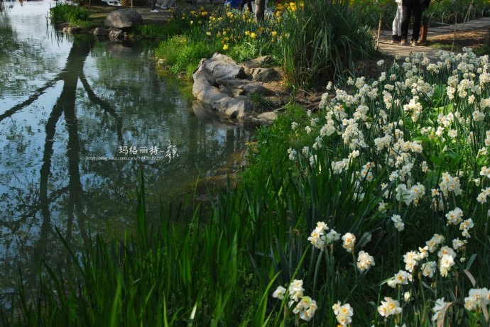 水仙花卉美图,植物水仙子图片