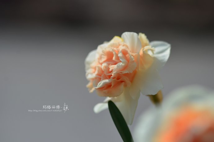 水仙花卉美图,植物水仙子图片