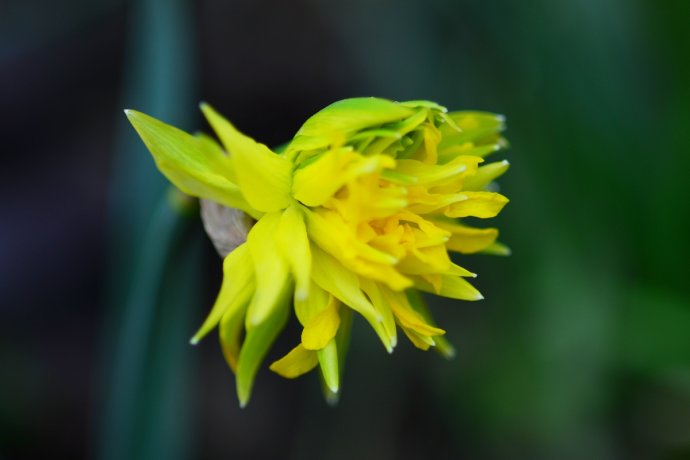 水仙花卉美图,植物水仙子图片