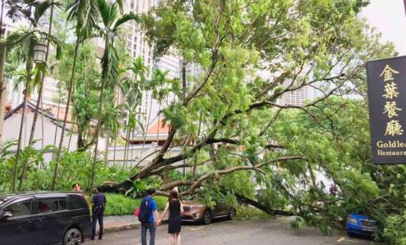 又倒了！那些年新加坡倒掉的大树，和它伤过的人