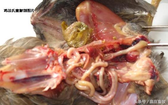 蛋鸡法氏囊的症状和治疗,鸡得法氏囊病以后好养吗