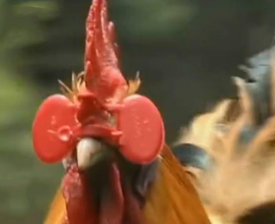 东北十大名鸡排名,东北鸡出名