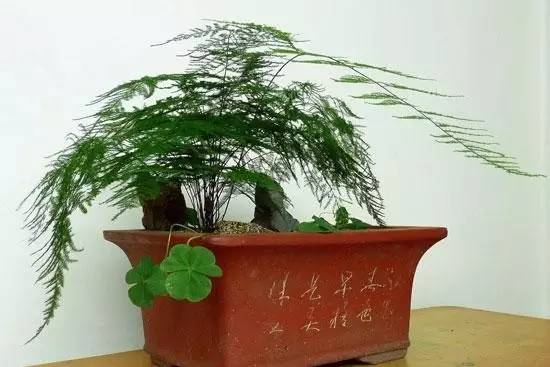 淘米水属于什么肥料,原来淘米水还有这么多妙用