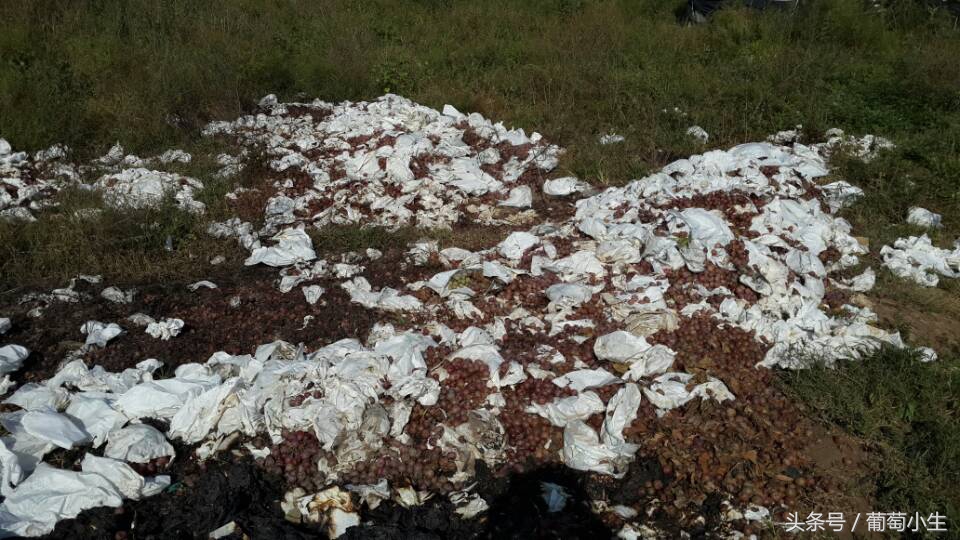 葡萄的种植条件是什么,葡萄种植辛苦吗