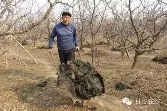 甘谷历史传说,甘谷的传说或民间故事