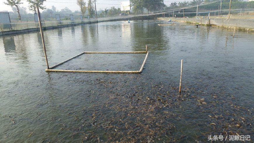 养泥鳅要注意事项,养泥鳅需要注意哪些细节