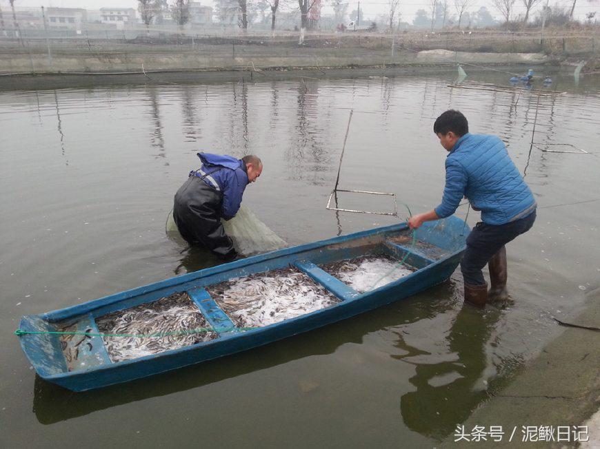 养泥鳅要注意事项,养泥鳅需要注意哪些细节