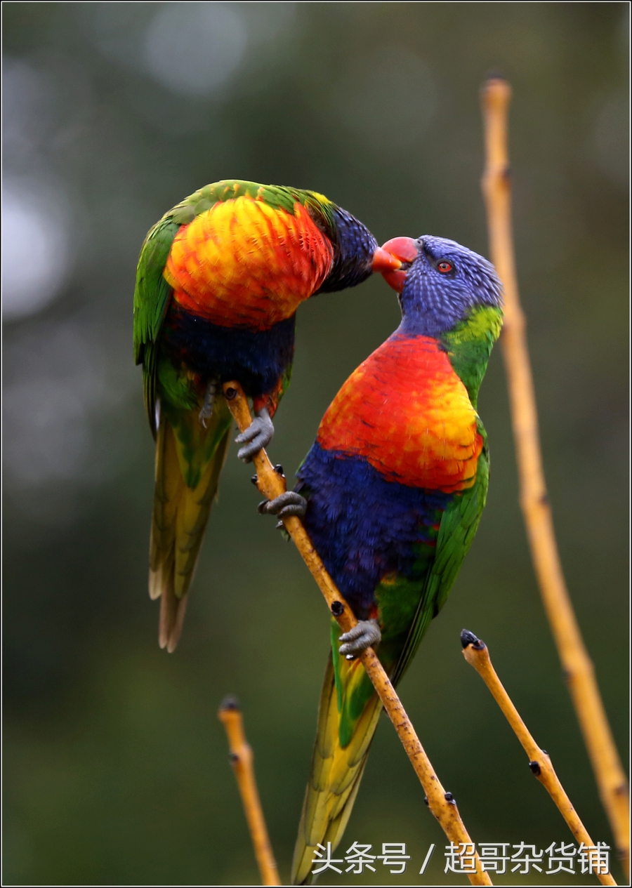 不同鹦鹉的形态和特征图片,各品种鹦鹉体型区别