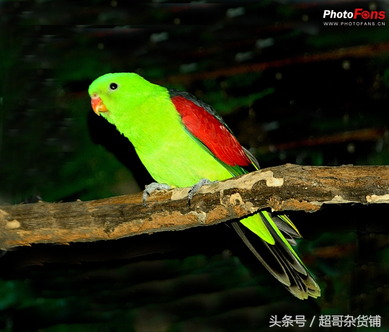 不同鹦鹉的形态和特征图片,各品种鹦鹉体型区别