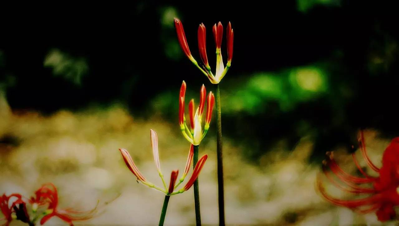 《本草》植物志之彼岸花:开一千年,落一千年,花叶不相见