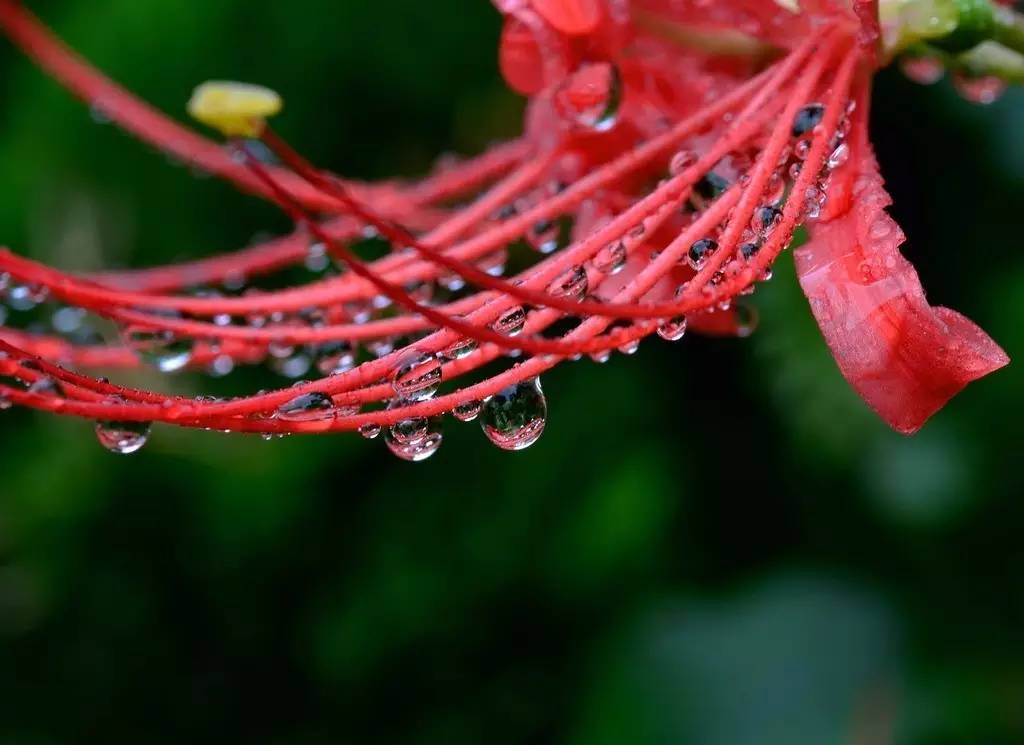 《本草》植物志之彼岸花:开一千年,落一千年,花叶不相见