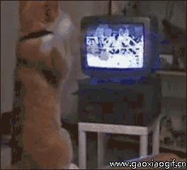 喵：天下武功，唯快不破