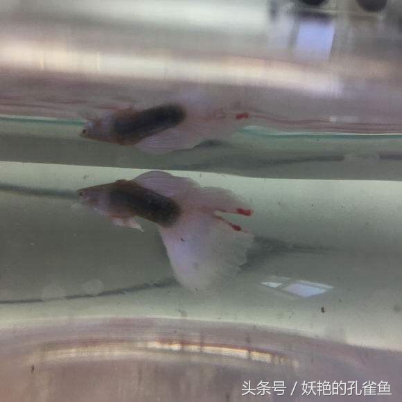 孔雀鱼常得的病,孔雀鱼常见疾病之烂鳃病