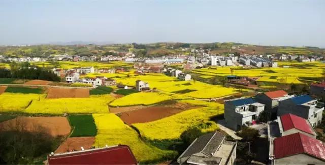 2018汉中油菜花旅游攻略,2024汉中油菜花自驾游攻略