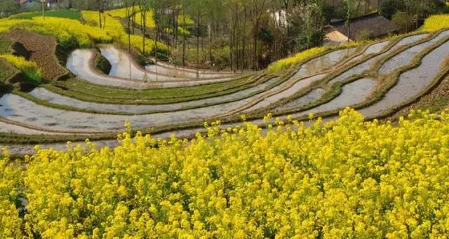 2018汉中油菜花旅游攻略,2024汉中油菜花自驾游攻略