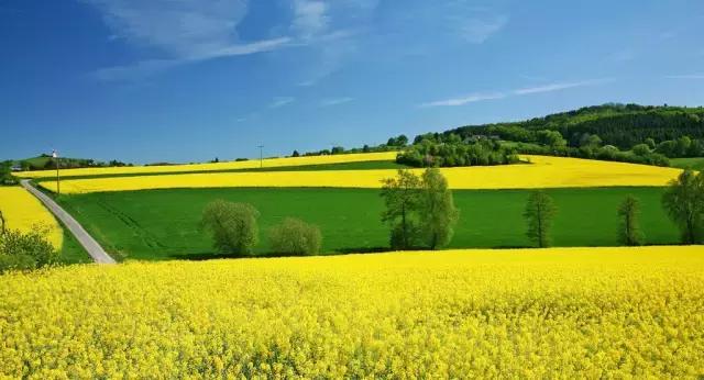 2018汉中油菜花旅游攻略,2024汉中油菜花自驾游攻略