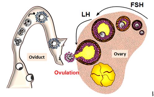 卵泡发育不好的怎么才能快速怀孕,卵泡发育不好如何增强卵泡质量