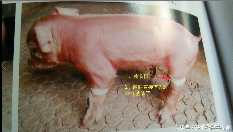 养猪仔猪拉稀技术绝技,仔猪怎么预防猪病