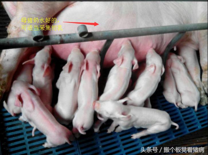 养猪仔猪拉稀技术绝技,仔猪怎么预防猪病