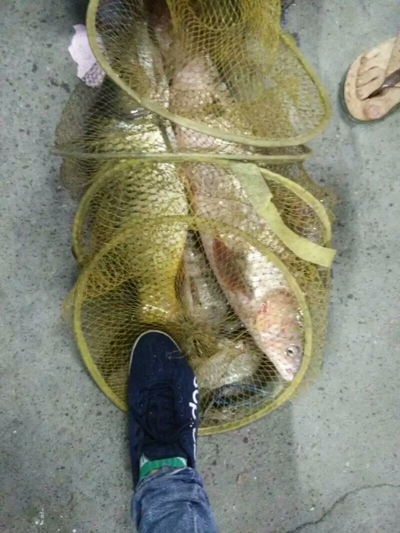 9月份鲤鱼的最好钓法,现在这个季节鲤鱼怎么钓