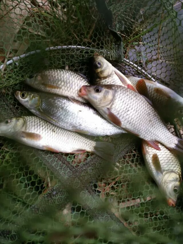9月份鲤鱼的最好钓法,现在这个季节鲤鱼怎么钓