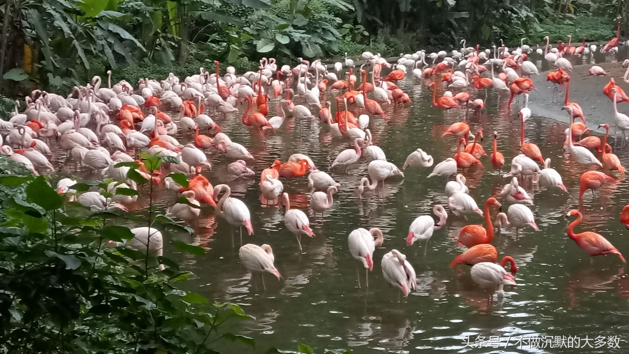广州长隆野生动物园金蛇秘境直播,长隆野生动物园金蛇秘境害怕吗