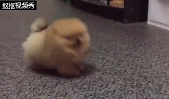 小博美狗狗打架,博美狗小脾气大